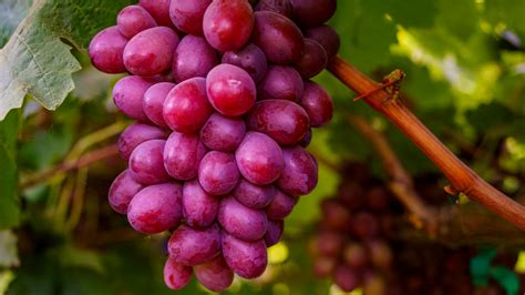 When to Harvest Red Wine Grapes: How to Measure Brix